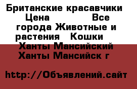 Британские красавчики › Цена ­ 35 000 - Все города Животные и растения » Кошки   . Ханты-Мансийский,Ханты-Мансийск г.